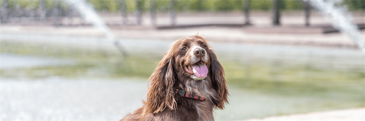 How To Support Your Pet’s Urinary Health